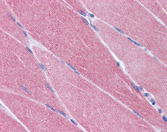 CREB3L1 Antibody in Immunohistochemistry (Paraffin) (IHC (P))