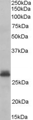 TAZ Antibody in Western Blot (WB)