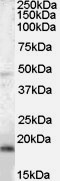 BAALC Antibody in Western Blot (WB)