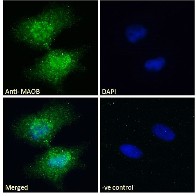 Monoamine Oxidase B Antibody in Immunocytochemistry (ICC/IF)