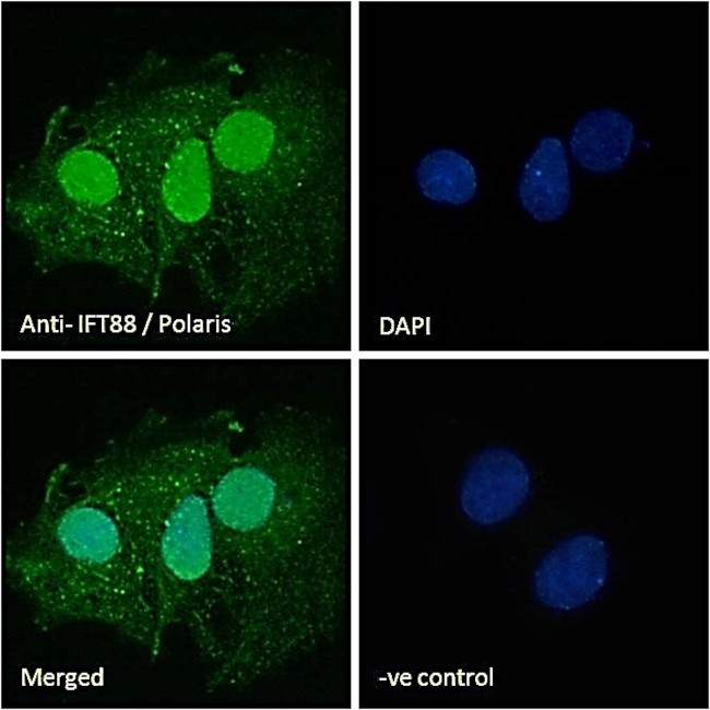 IFT88 Antibody in Immunocytochemistry (ICC/IF)