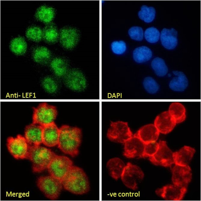 LEF1 Antibody in Immunocytochemistry (ICC/IF)
