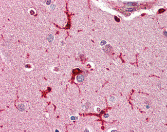 GPX1 Antibody in Immunohistochemistry (Paraffin) (IHC (P))