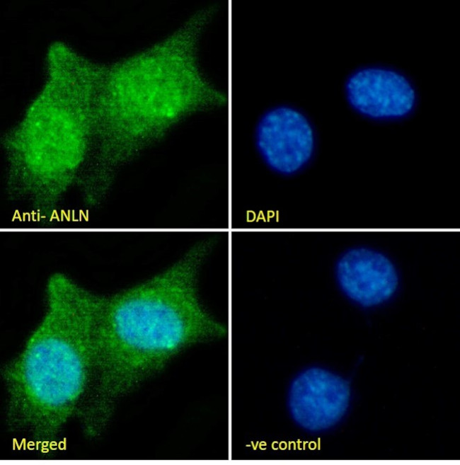 Anillin Antibody in Immunocytochemistry (ICC/IF)