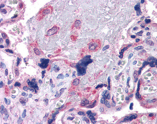 VPS29 Antibody in Immunohistochemistry (Paraffin) (IHC (P))