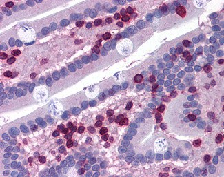 FLAP Antibody in Immunohistochemistry (Paraffin) (IHC (P))