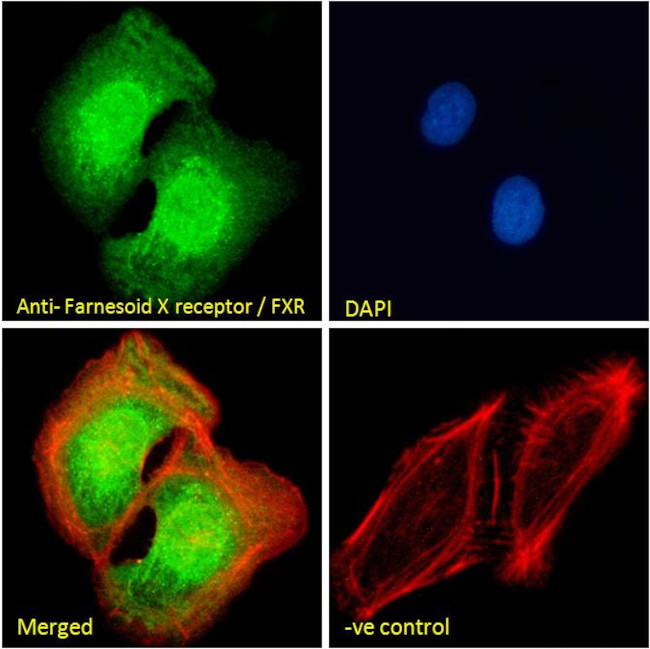 FXR Antibody in Immunocytochemistry (ICC/IF)
