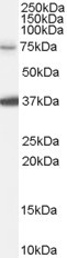 NEDD1 Antibody in Western Blot (WB)