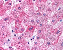 Apolipoprotein M Antibody in Immunohistochemistry (Paraffin) (IHC (P))