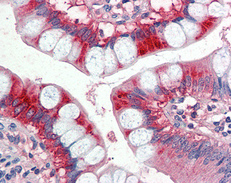 Apolipoprotein A4 Antibody in Immunohistochemistry (Paraffin) (IHC (P))