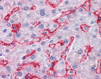 AOC3 Antibody in Immunohistochemistry (Paraffin) (IHC (P))