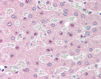 C14orf68 Antibody in Immunohistochemistry (Paraffin) (IHC (P))