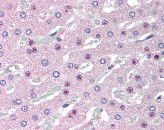 C14orf68 Antibody in Immunohistochemistry (Paraffin) (IHC (P))