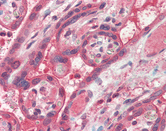 FAIM Antibody in Immunohistochemistry (Paraffin) (IHC (P))