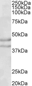 NPY2R Antibody in Western Blot (WB)