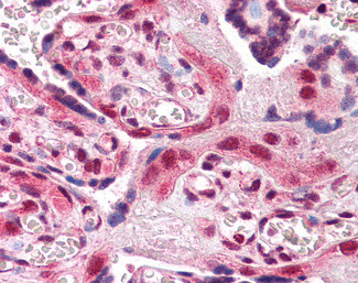 AIP Antibody in Immunohistochemistry (Paraffin) (IHC (P))