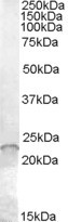 ASF1A Antibody in Western Blot (WB)