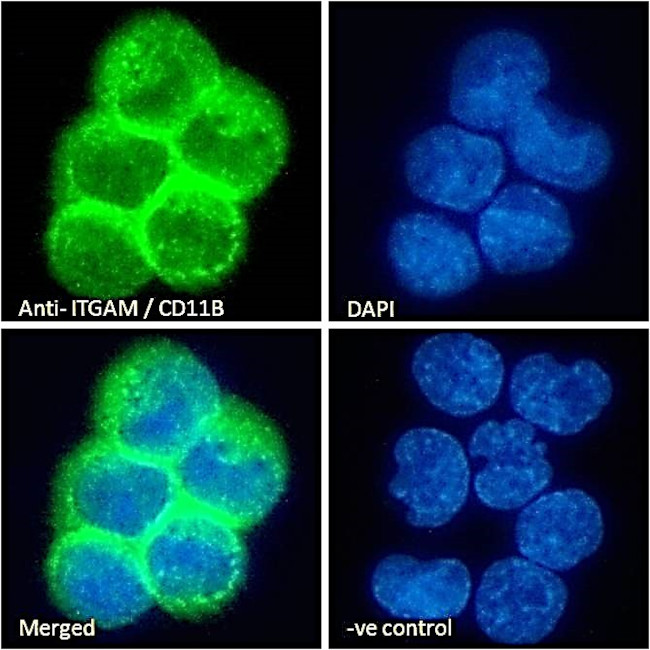 CD11b Antibody in Immunocytochemistry (ICC/IF)