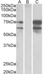 NRXN1 Antibody in Western Blot (WB)