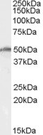 DDX19B Antibody in Western Blot (WB)