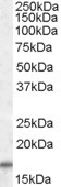 COX4I2 Antibody in Western Blot (WB)