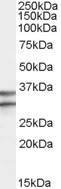 GPR3 Antibody in Western Blot (WB)