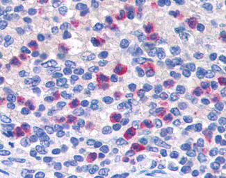 PGRP-S Antibody in Immunohistochemistry (Paraffin) (IHC (P))