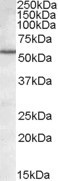 BAG5 Antibody in Western Blot (WB)