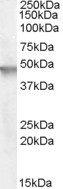 Cytohesin 2 Antibody in Western Blot (WB)