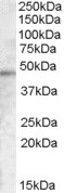 TMPRSS3 Antibody in Western Blot (WB)