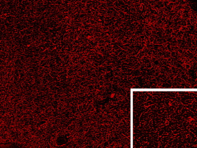 PENK Antibody in Immunohistochemistry (PFA fixed) (IHC (PFA))