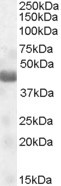 NPRL2 Antibody in Western Blot (WB)
