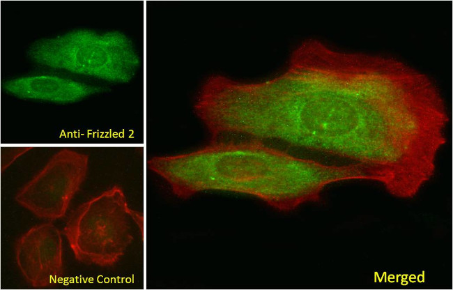 Frizzled-2 Antibody in Immunocytochemistry (ICC/IF)