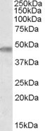 TOM1L1 Antibody in Western Blot (WB)