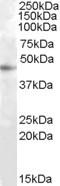 RASSF6 Antibody in Western Blot (WB)