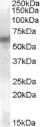 Lyn Antibody in Western Blot (WB)