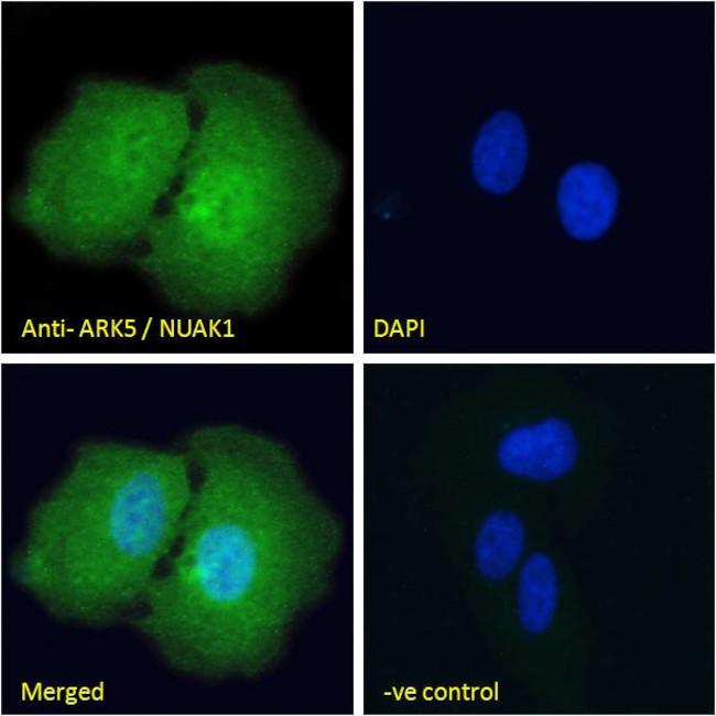 ARK5 Antibody in Immunocytochemistry (ICC/IF)