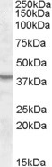 ASNA1 Antibody in Western Blot (WB)