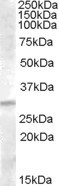 IGFBP4 Antibody in Western Blot (WB)