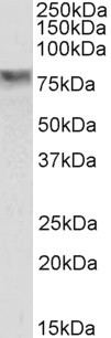 SEL1L Antibody in Western Blot (WB)