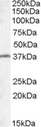 TSGA2 Antibody in Western Blot (WB)