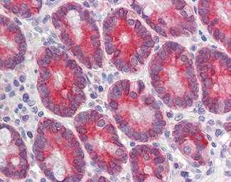 CLCA1 Antibody in Immunohistochemistry (Paraffin) (IHC (P))