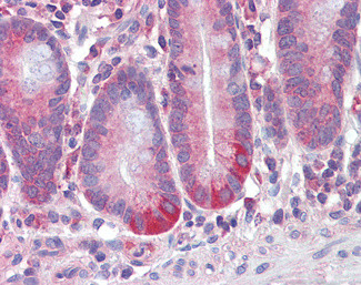 RELM beta Antibody in Immunohistochemistry (Paraffin) (IHC (P))