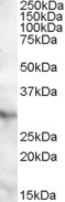APOA1BP Antibody in Western Blot (WB)
