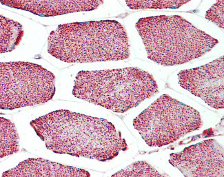 Apolipoprotein L4 Antibody in Immunohistochemistry (Paraffin) (IHC (P))