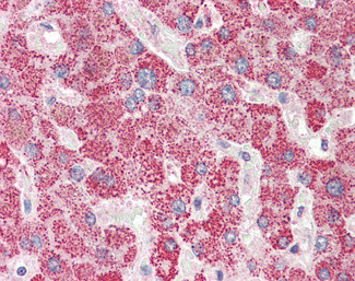 Apolipoprotein L6 Antibody in Immunohistochemistry (Paraffin) (IHC (P))