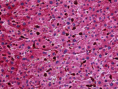 Apolipoprotein M Antibody in Immunohistochemistry (Paraffin) (IHC (P))