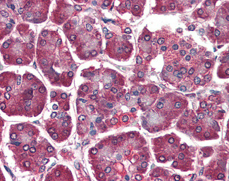 DAGLA Antibody in Immunohistochemistry (Paraffin) (IHC (P))