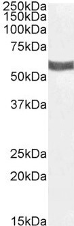 P2X4 Antibody in Western Blot (WB)