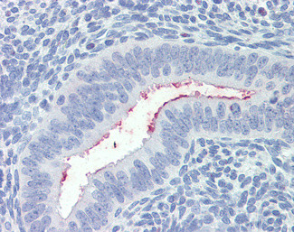 SFRP1 Antibody in Immunohistochemistry (Paraffin) (IHC (P))